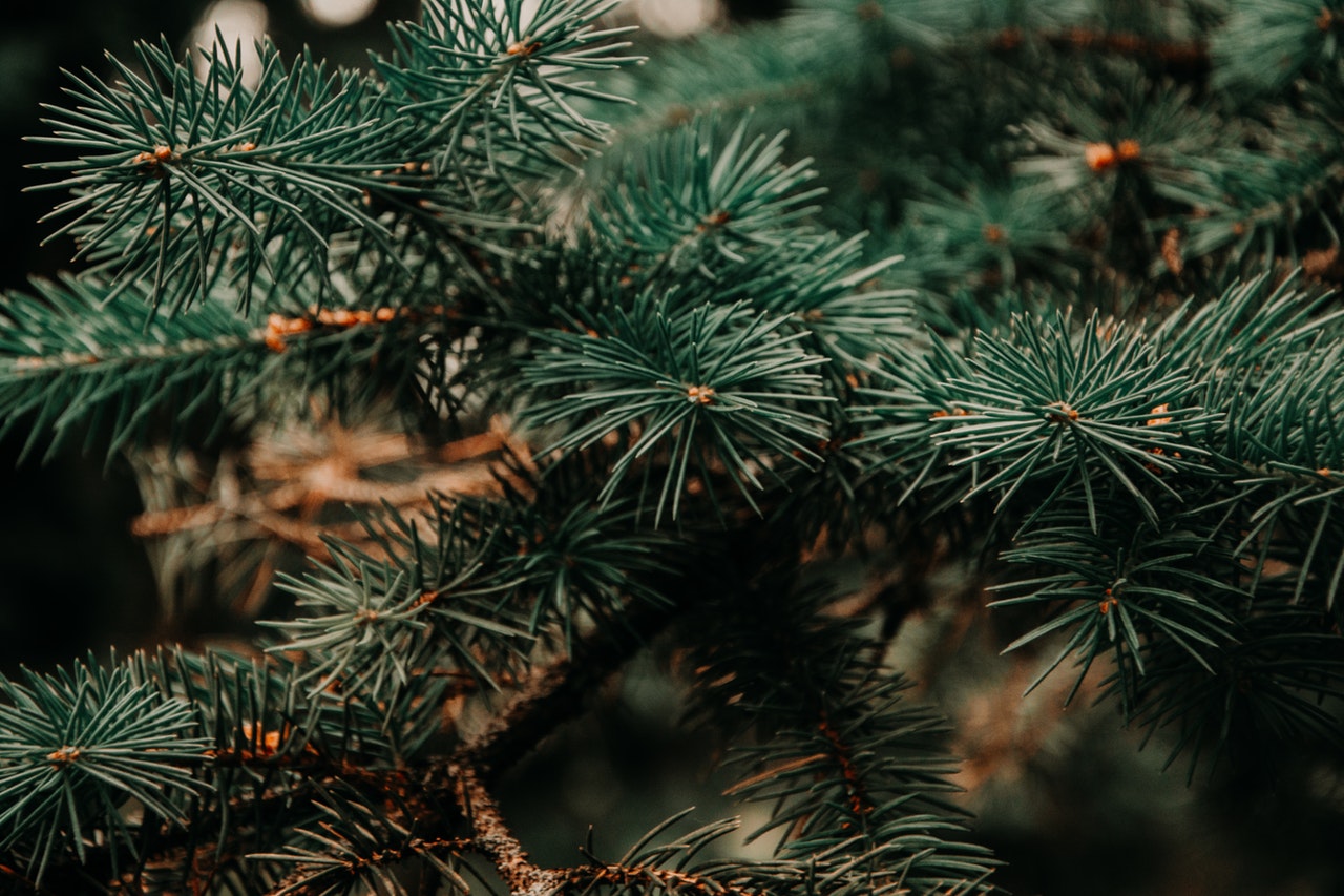 Best ideas to recycle your Christmas Tree.
