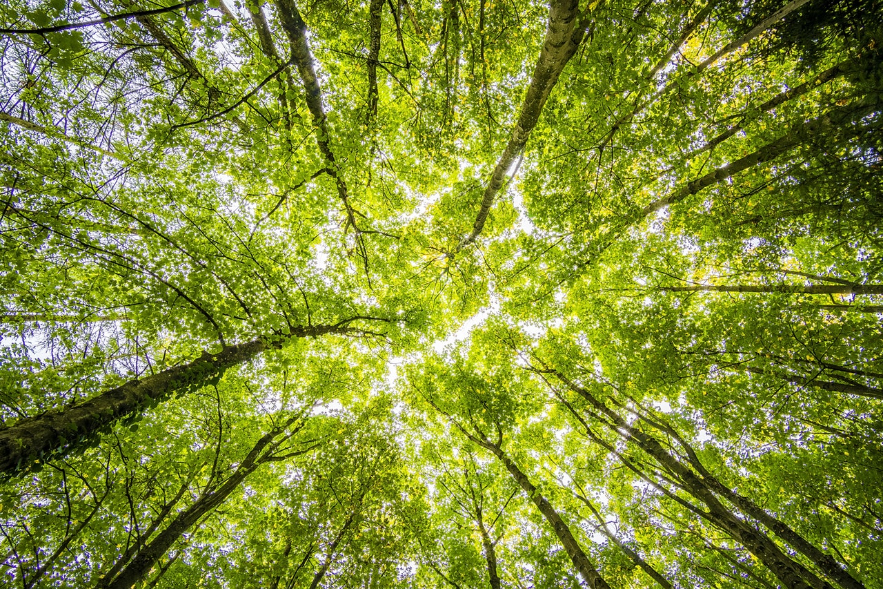 Forests in the UK