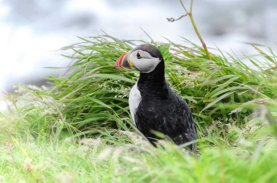 Puffins have made a big comeback after rats were culled on Lundy Island.
