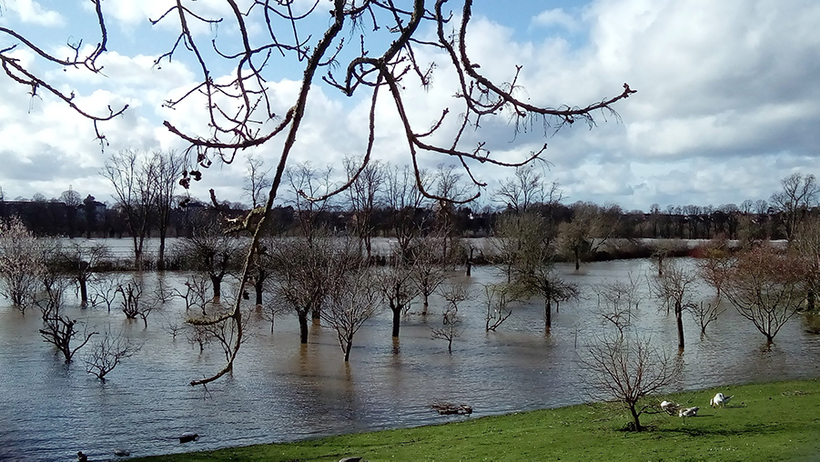 Flooded out – the River Severn in the background has overflowed saturating this field.