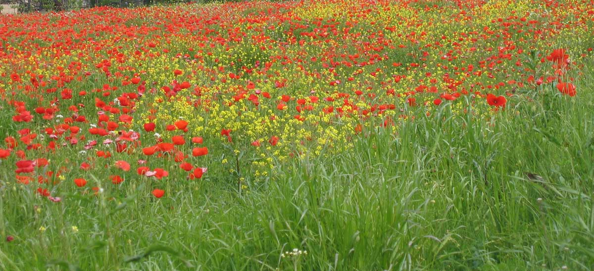 Roadside flowers.