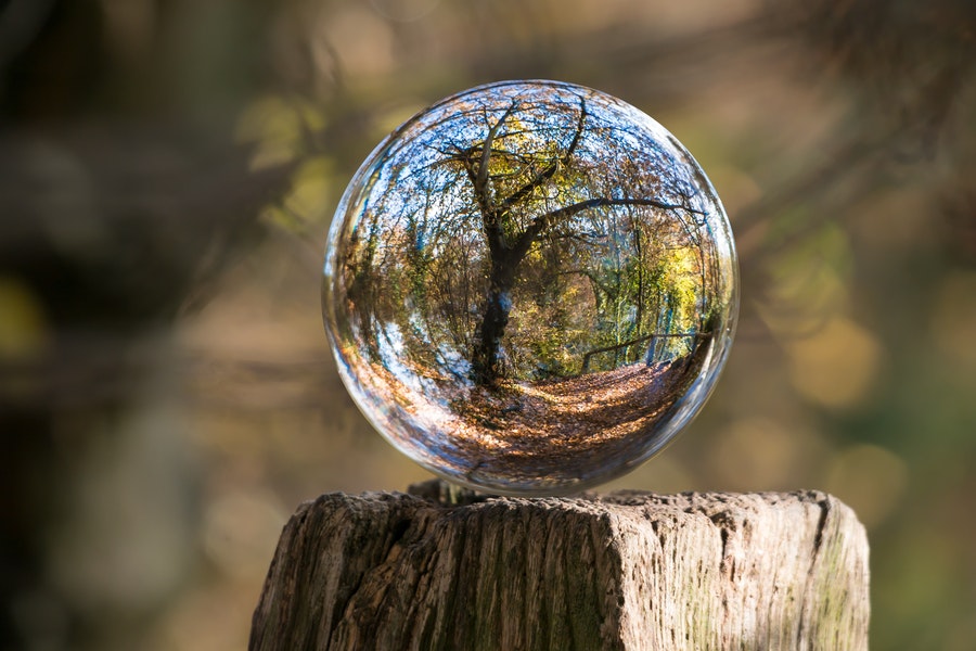 Crystal ball sitting on top of a log - through the ball you can see a tree - signifying the future.