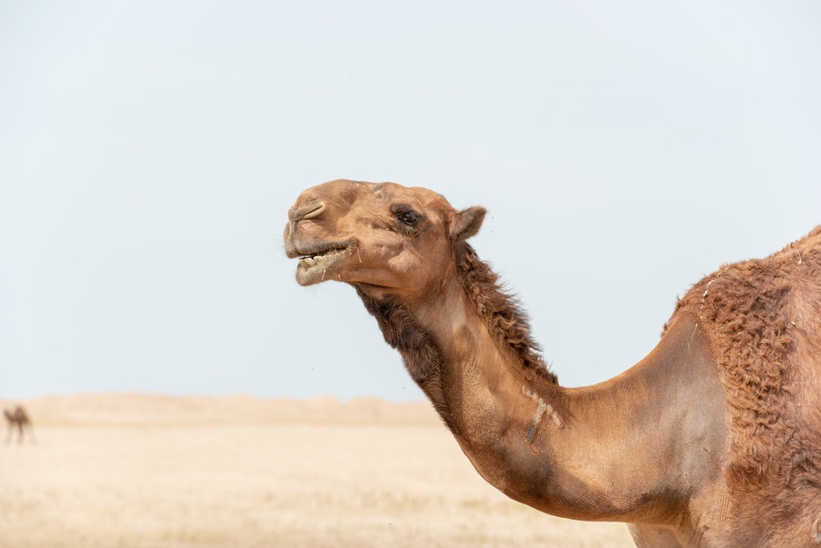 A camel’s shaggy layer of fur stops itself overheating in harsh desert conditions.
