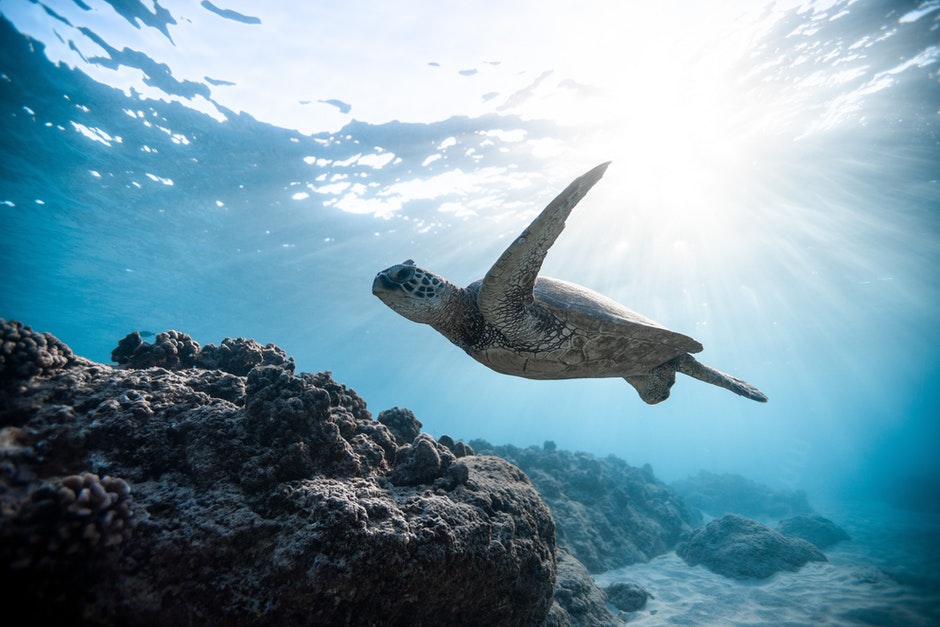 Turtle swimming in the sea with the sunlight hitting the water