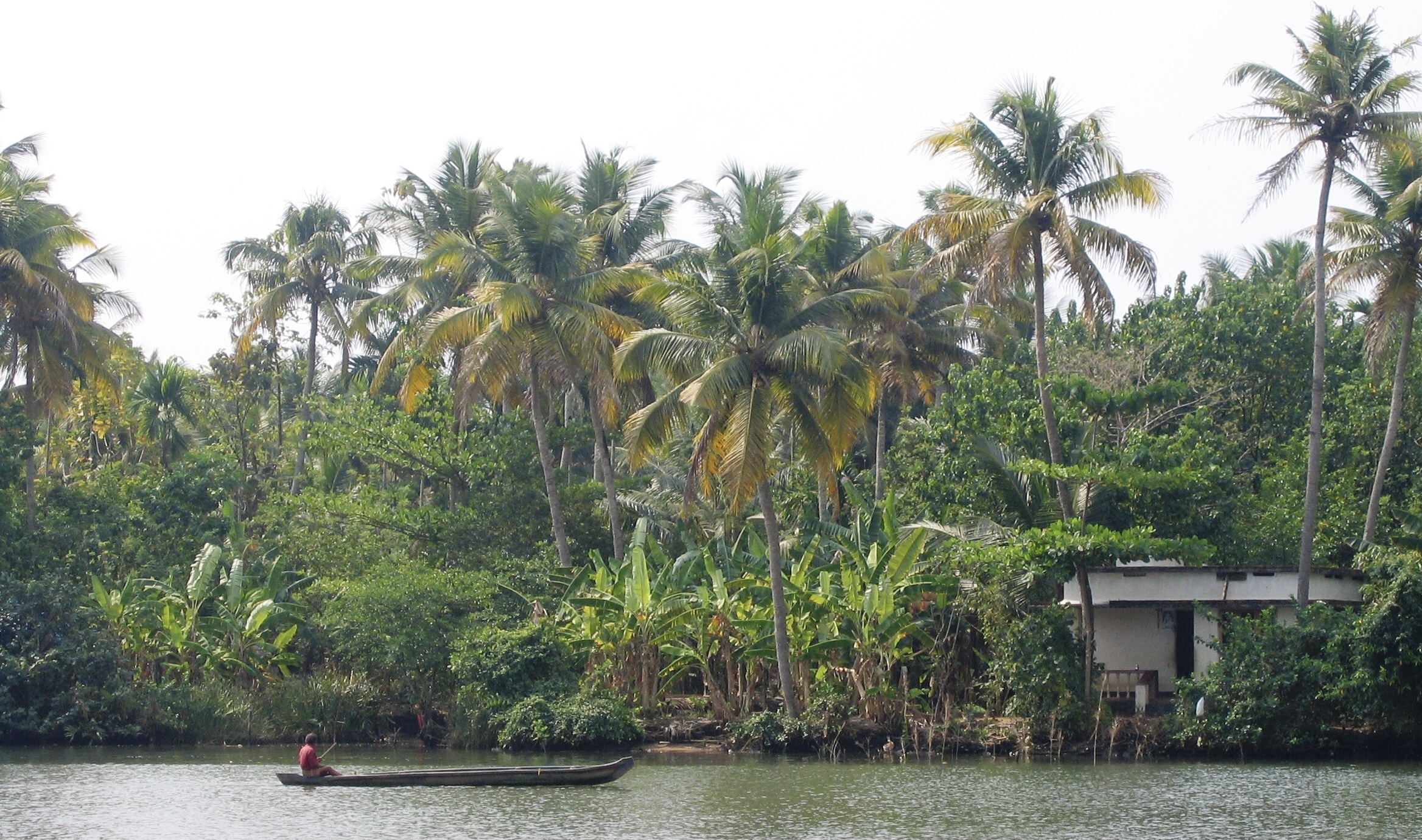 Vegetation - trees along a river