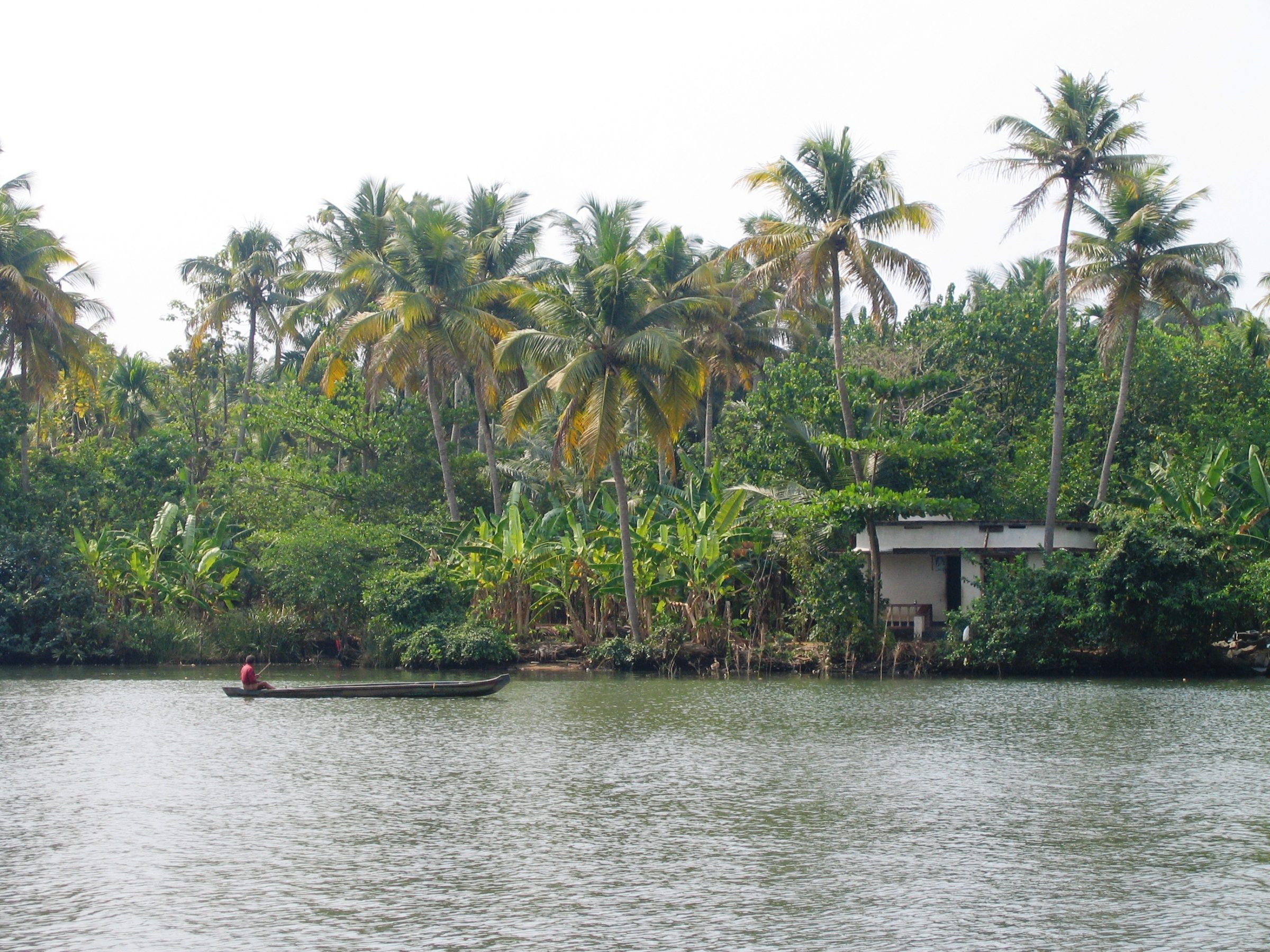Picture of a river alongside a tropical rainforest