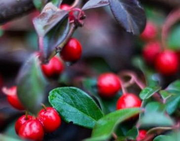 Cotoneaster Franchetii Plant