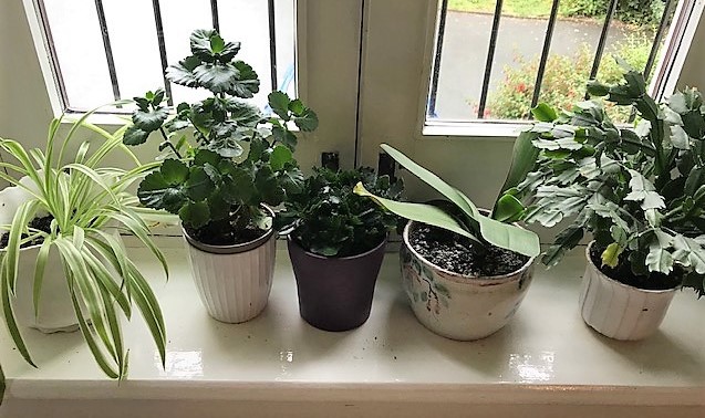 A windowsill with a variety of household plants