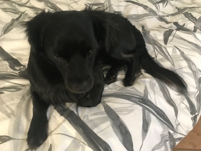 A puppy sitting on a bed