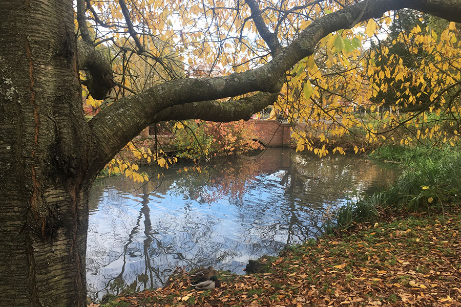 Pond and trees near housing estate in England
