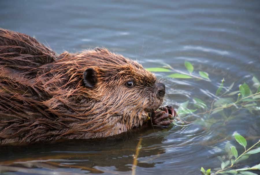 Beaver swimming