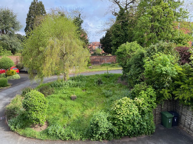 A lawn that the owners are letting grow for No Mow May