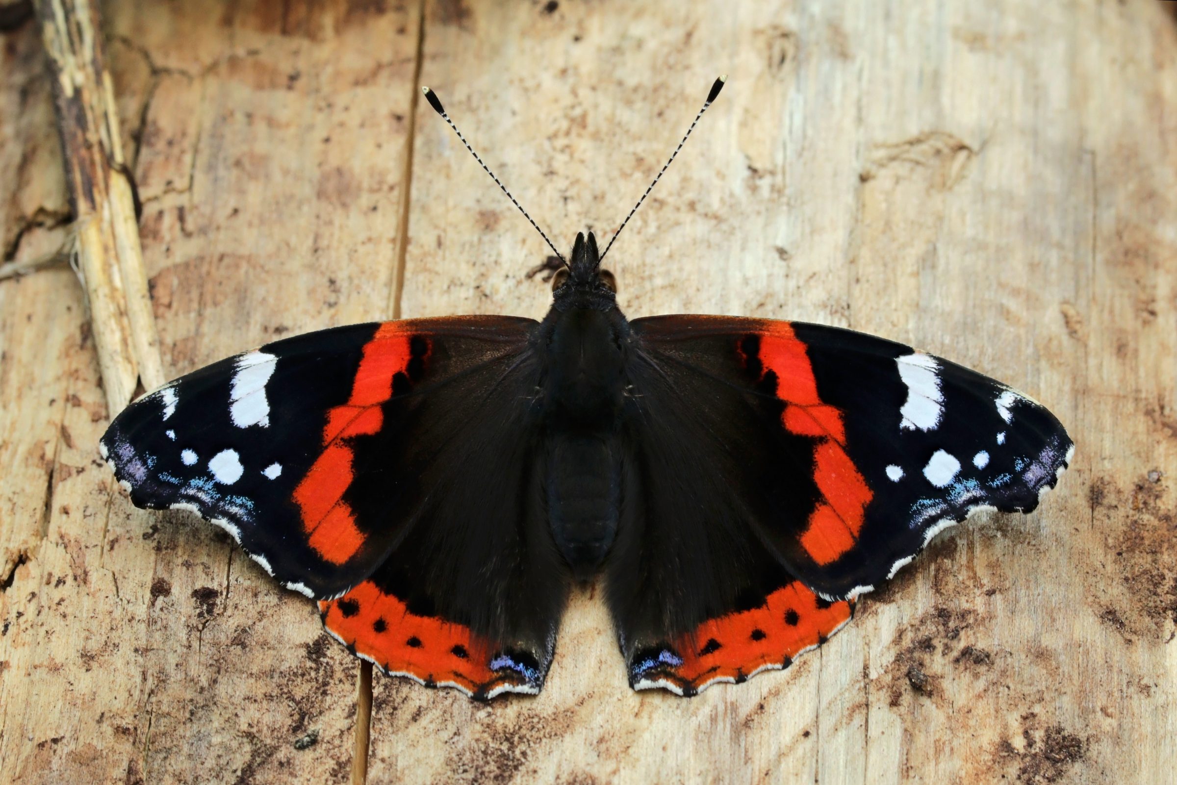 Winging its way back – the Red Admiral butterfly whose numbers have soared recently. Picture: Wikipedia