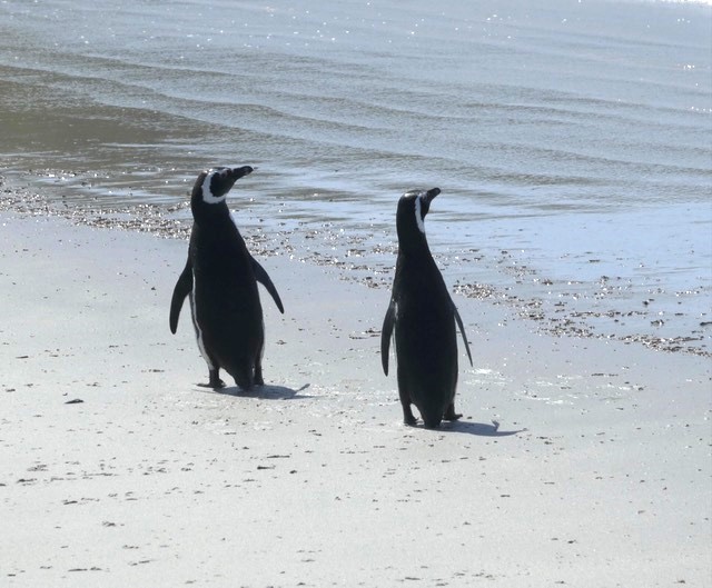 Cool idea! Penguins may be able to help lower the world’s temperatures