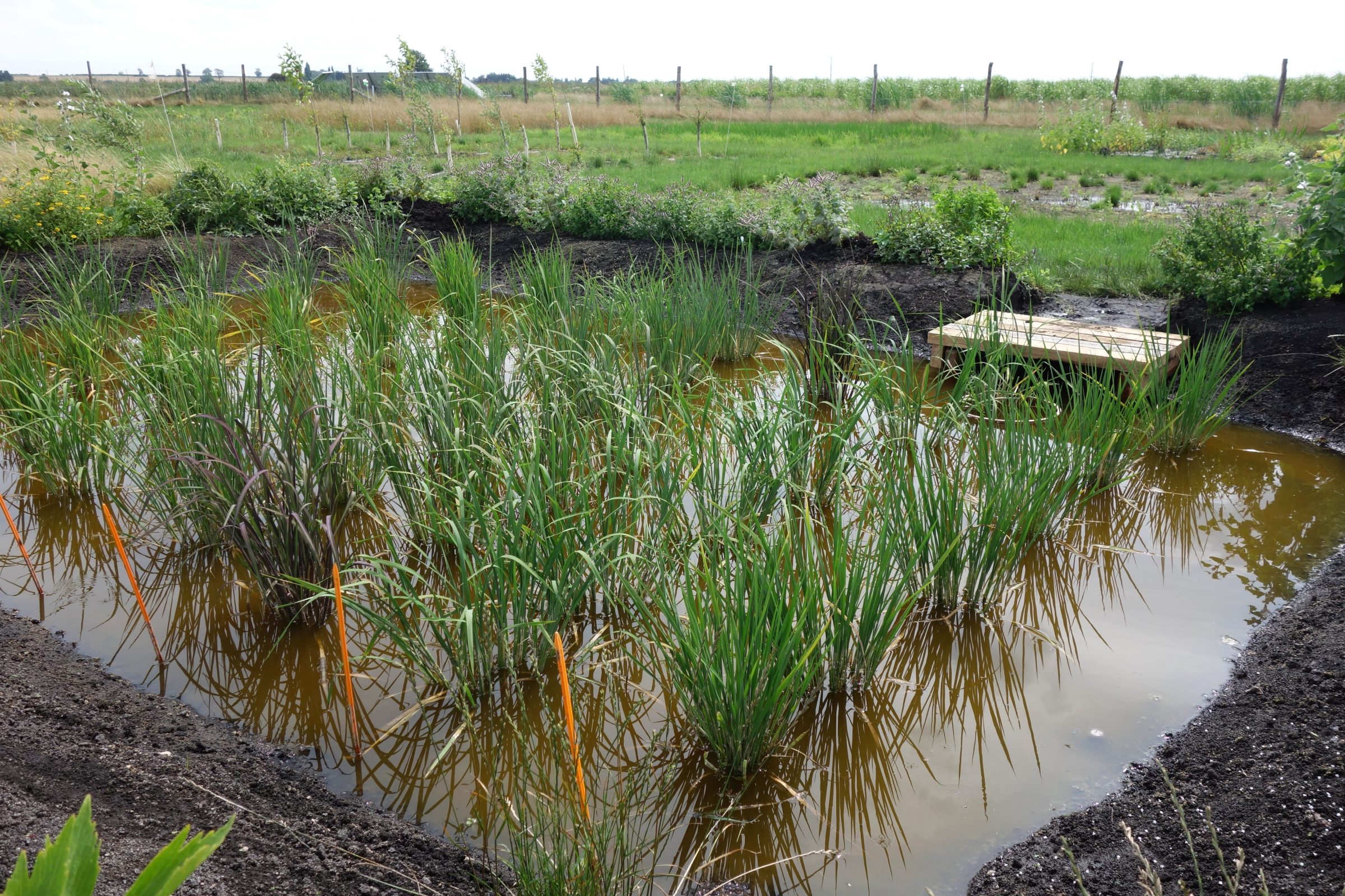 A paddy field in the UK. Picture supplied by UKCEH