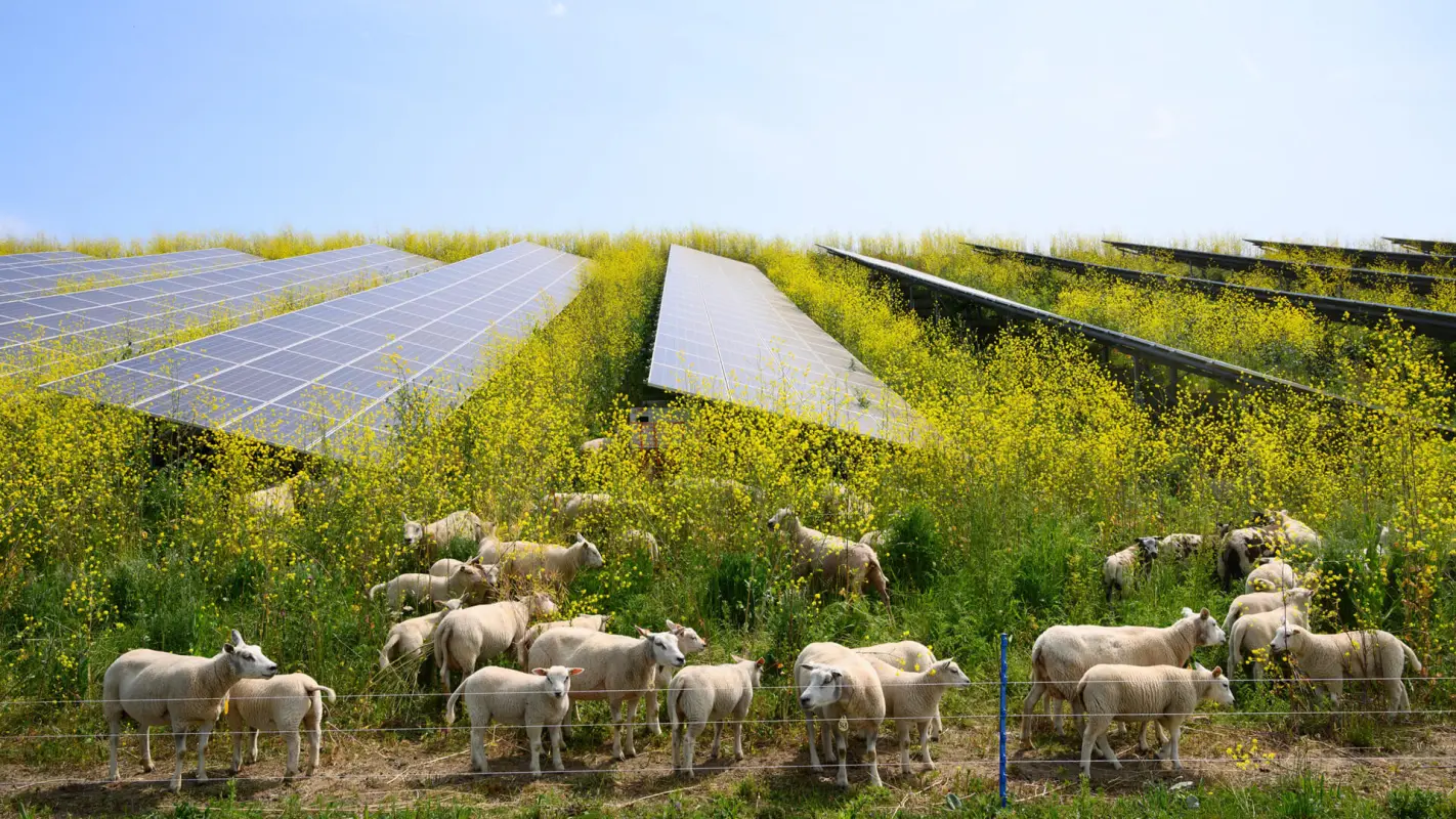 A rich harvest at the double – growing crops at the same time as producing green energy.
