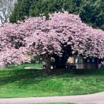 Early flowers bring climate change warning