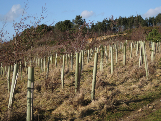 Seeds of hope - Scientists have developed a fast-track method of breeding disease-resistant ash trees which could transform efforts to restore woodlands ravaged by a deadly fungal disease
